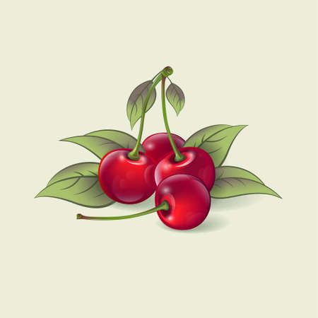 Ripe cherries on a light background. Ripe fruits and leaves illustration. Organic farm products. Illustration can used for packaging, posters, decoration.のイラスト素材