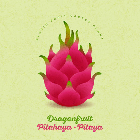 Pitaya illustration. Red ripe dragon fruit on shabby background. Original illustration on shabby style.のイラスト素材