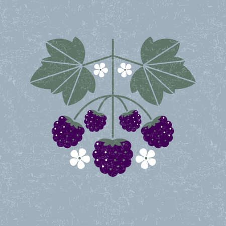 Blackberries illustration. Blackberry with leaves and flowers on shabby background. Flat design....