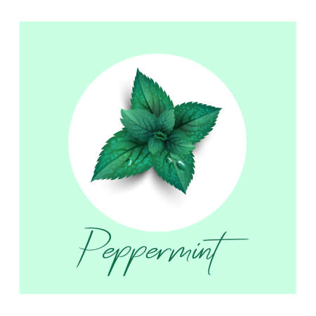 Mint plants with dew drops. Menthol or peppermint symbol. Illustration of herbs. Illustration of...