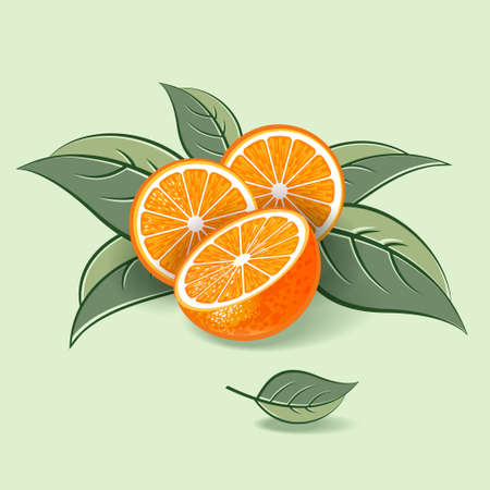 Orange illustration. Half and sliced orange fruits with leaves on light background. Original vector illustration.のイラスト素材