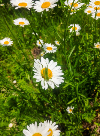 Daisies and a big green grasshopper. Flowers, herbs and insects. summer evening.の写真素材