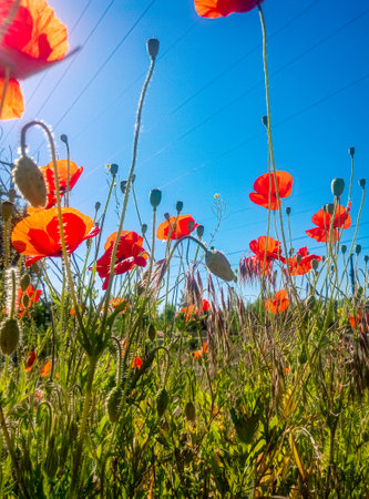 Poppies in the meadow on a sunny day. summertime. flowers and herbs.の写真素材