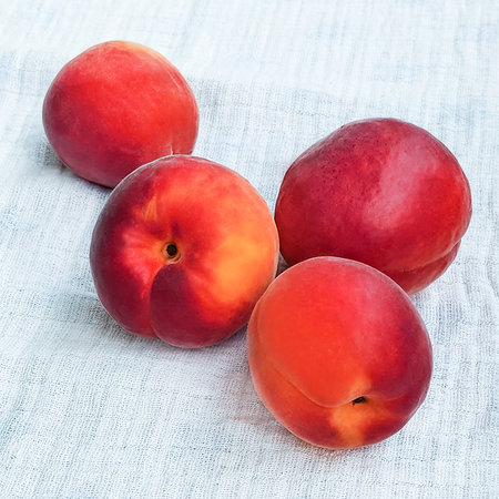 Four red-sided ripe apricots on a linen tablecloth. summer fruits.の写真素材