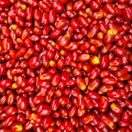 Small oblong cherry tomatoes. Background of ripe tomatoes. harvest.の写真素材