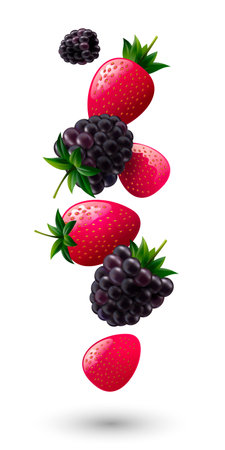 Ripe strawberries and dewberries. Red berries and black berries on white background. Vector illustration.のイラスト素材