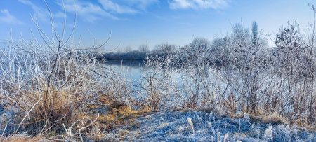 White trees, bushes and grass covered with frost on the coast of calm lake. Sunny frosty morning. Lakeshore.の写真素材