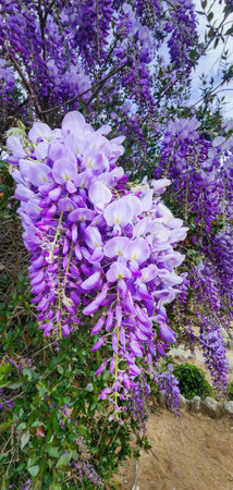 Beautiful lush lilac wisteria. Sunny spring day. Floral nature background.の写真素材