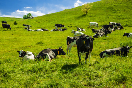 Bright green meadows with fresh thick grass. Spotted black and white cows on hills. Blue spring sky with clouds.の写真素材