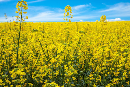 Blooming rapeseed field against blue spring sky. Flowers close up. Yellow-blue nature background.