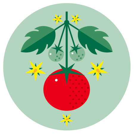 Tomato with leaves and flowers. Ripe red tomato. Symmetrical flat illustration on a circle background for label or packaging.のイラスト素材