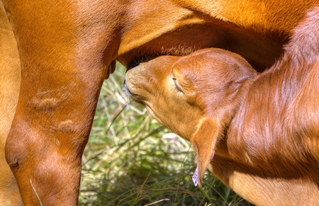 Calf happily feeding from motherの写真素材