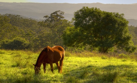 A horse feeds in the early moringの写真素材