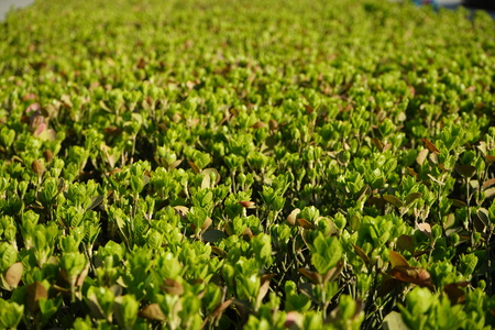growing green plant at outdoor