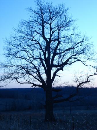 Twilight Tree in the countryside in the winterの写真素材