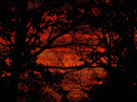 Red Sunset Through the Treesの写真素材