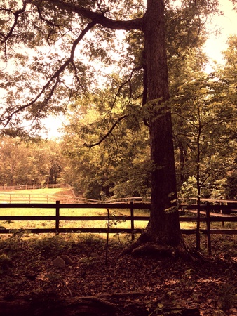Pasture view