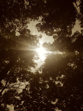 Look up through the trees