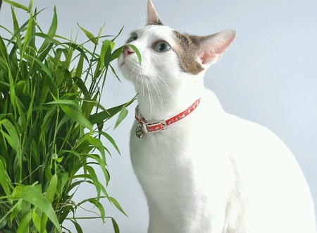 Catの素材