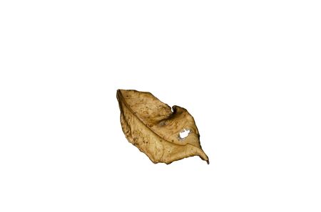 Dry leaf with clipping pathの写真素材