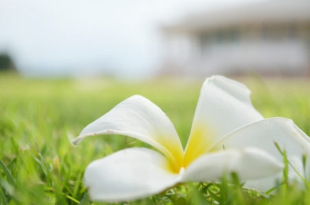 Plumeria on the groundの写真素材