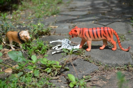 Tiger and lion fightingの写真素材