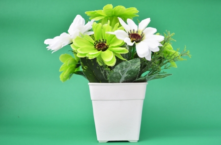 Green flower in pot on green の写真素材