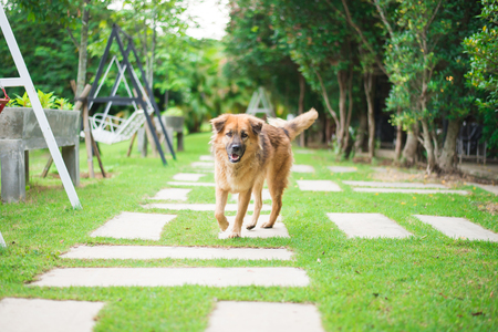 Brown dog walking in the parkの写真素材