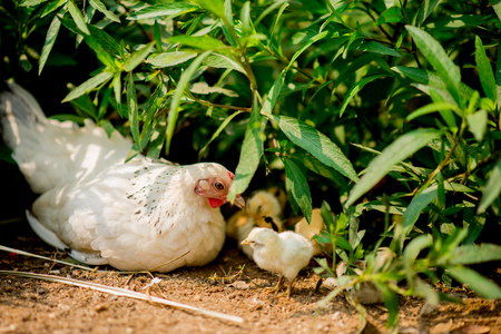 Family of chickenの写真素材