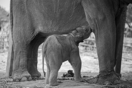 Breast feeding baby infant elephantの写真素材