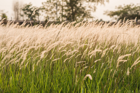sunset with golden grasses field
