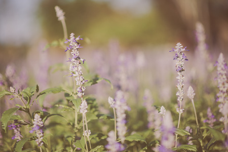Close up of lavender in the garden の写真素材