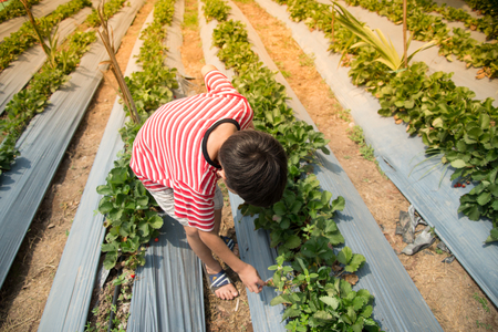 Harvesting of strawberry gardenの写真素材