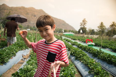 Harvesting of strawberry gardenの写真素材