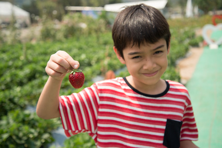Harvesting of strawberry gardenの写真素材