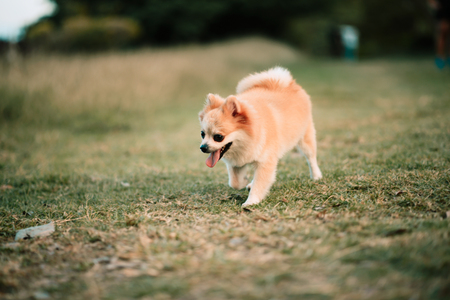 Cute pomeranian dog in the public parkの写真素材