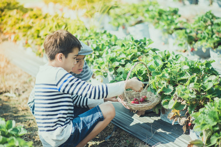 Asian sibling boys harvesting strawberry organic in the farmの写真素材
