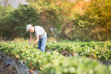 Asian sibling boys harvesting strawberry organic in the farmの写真素材