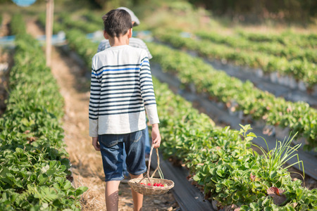 Asian sibling boys harvesting strawberry organic in the farmの写真素材