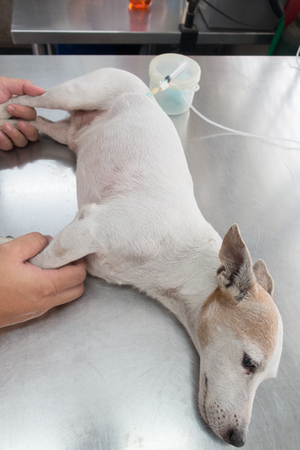 Dog get sick , doctor giving saline intravenous (iv) on the backの写真素材