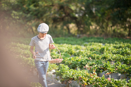 Asian sibling boys harvesting strawberry organic in the farmの写真素材