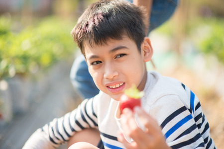 Asian sibling boys harvesting strawberry organic in the farm