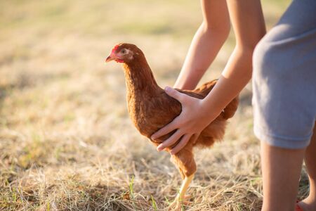 Hen chick walking in the garden