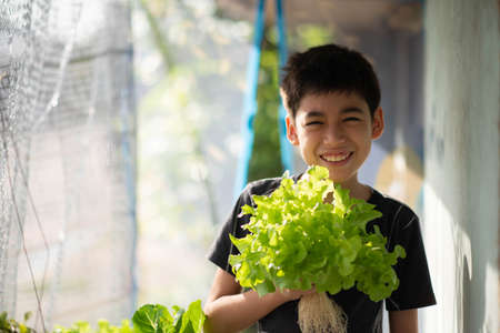 Teen boy watering and harvesting hydroponic vegetable in the house backyard