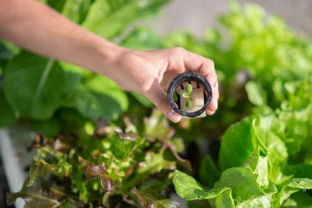 Teen boy watering and harvesting hydroponic vegetable in the house backyardの写真素材