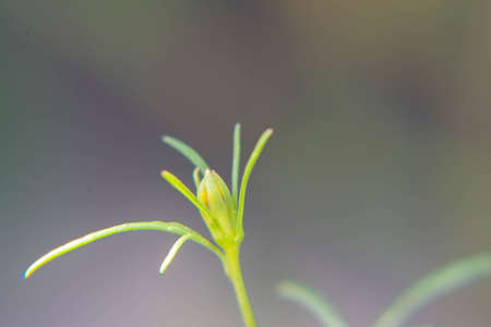 Flower closeup macro filter backgroundの写真素材