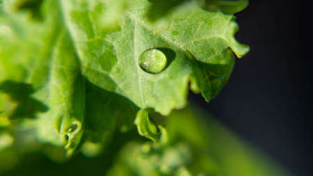 Water drops on the leaf park outdoor green backgoundの写真素材