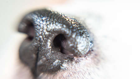 Close up macro filter of dog noseの写真素材
