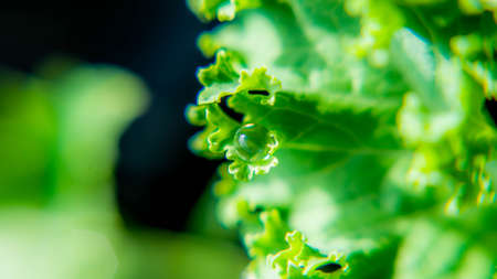 Water drops on the leaf park outdoor green backgoundの写真素材