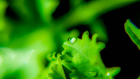 Water drops on the leaf park outdoor green backgound